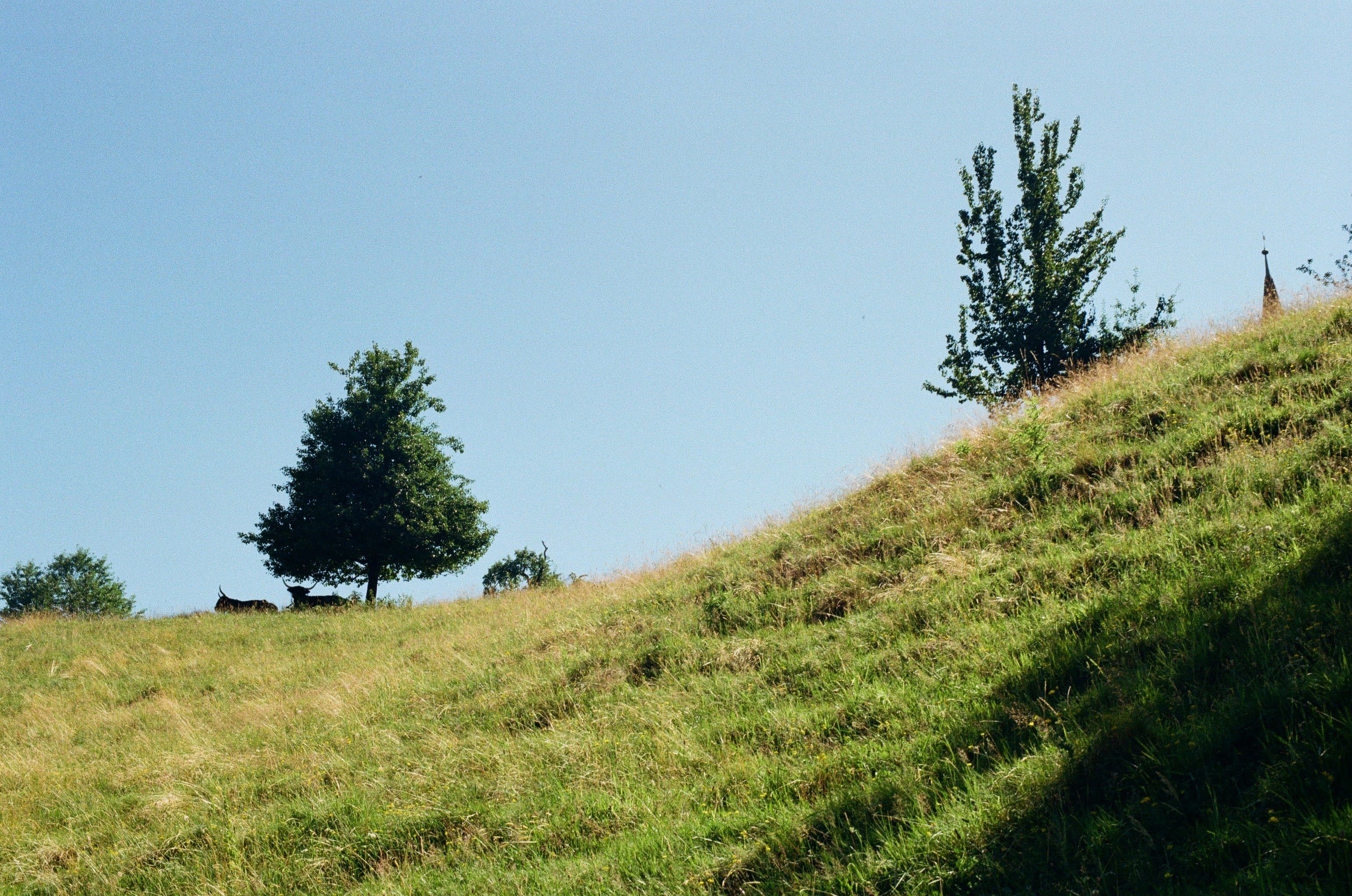 Looking up a grassy hill with a blue sky in the background. Two trees are just over the top of the hill, and two bulls can be seen sitting under one of the trees.